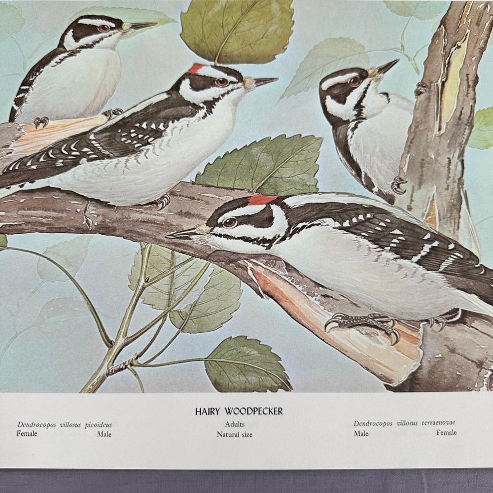 1968 Rex Brasher Hairy Woodpecker Bird Vtg Original Book Plate Wall Art Decor